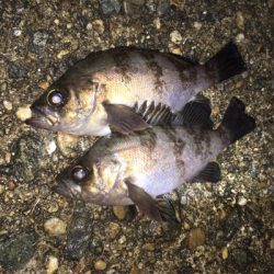 漁港でメバリング