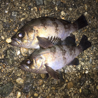 漁港でメバリング