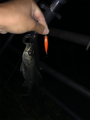 千葉河川シーバス