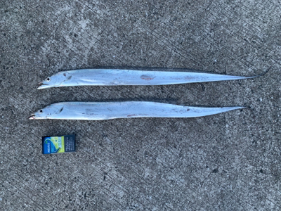 タチウオ大漁の予感