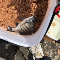 釣り馬鹿日和7日目