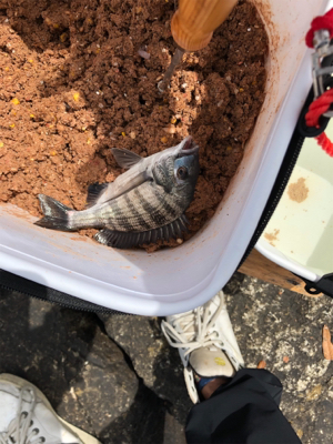 釣り馬鹿日和7日目