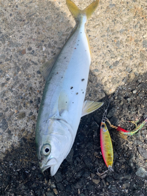 三日越しの、淡路撃沈の、結局。