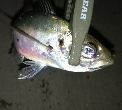 ナイトアジング