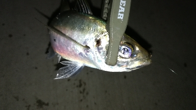 ナイトアジング