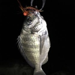 小さめですがチヌがヒット。