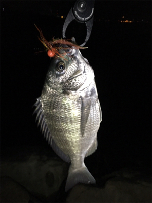 小さめですがチヌがヒット。