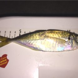 一週間ぶりのアジング