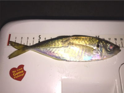 一週間ぶりのアジング