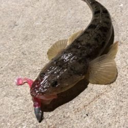 ふらっとフラットフィッシュ