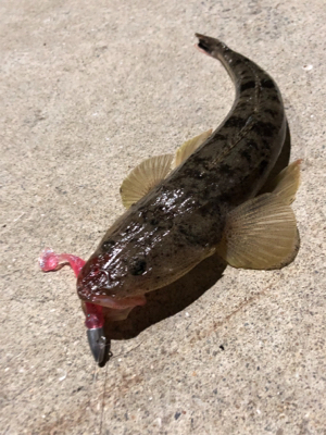 ふらっとフラットフィッシュ