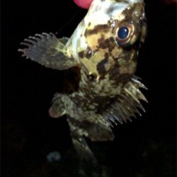 三目プラッキング