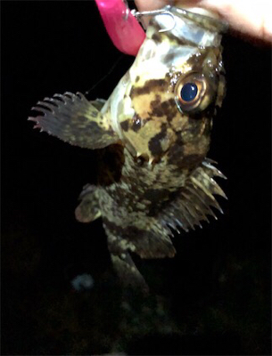 三目プラッキング