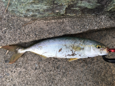 河口でのルアーゲーム