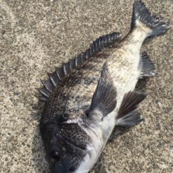 イワシのボイル多発！