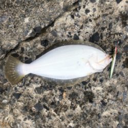 ショアジギ中にヒラメ(ソゲ)