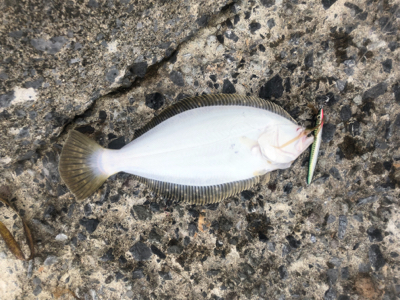 ショアジギ中にヒラメ(ソゲ)