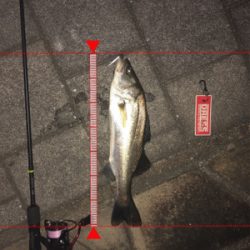 アジングタックルで！！