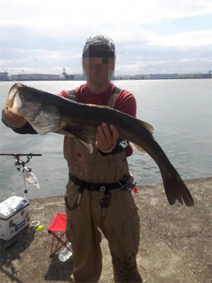 エビ撒きでスズキ！