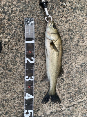 ストラクチャー打ち！！