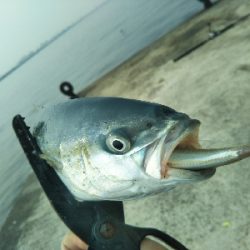 アジ、後にもじゃこ。