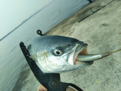 アジ、後にもじゃこ。