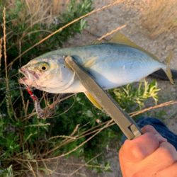 アジ高活性でした(^^)