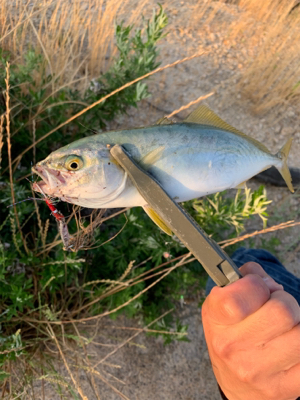 アジ高活性でした(^^)