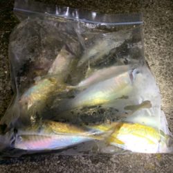 満月アジング、メバリング そこそこ爆