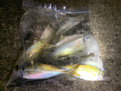 満月アジング、メバリング そこそこ爆