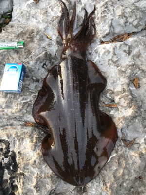 アオリイカ、キロアップ