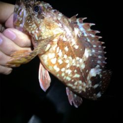 メバリングのはずが