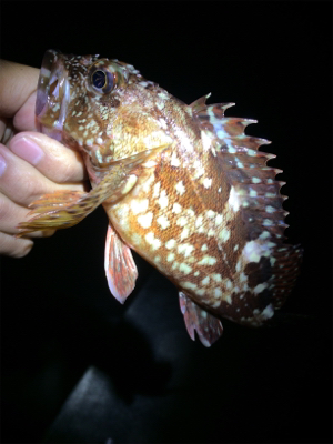 メバリングのはずが