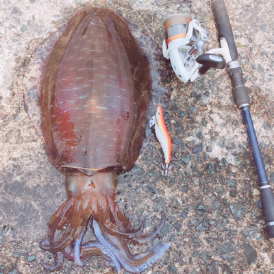 今年初アオリイカ‼þ…