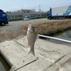 いつものところで鯉釣りを！