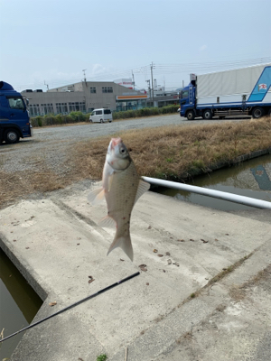 いつものところで鯉釣りを！