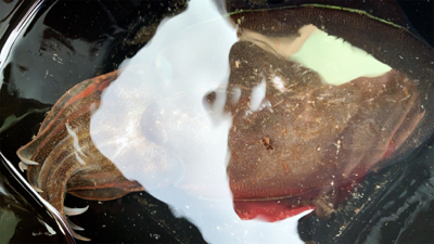 アジングからの大移動エギング