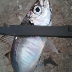 ナイトアジング