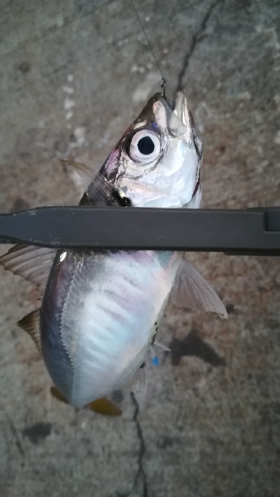 ナイトアジング