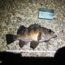 久々の淡路釣行