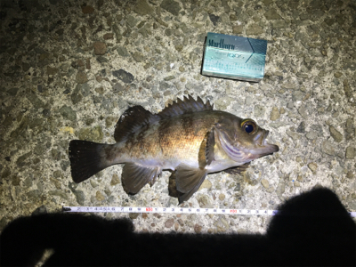 久々の淡路釣行