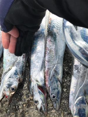 早朝太刀魚