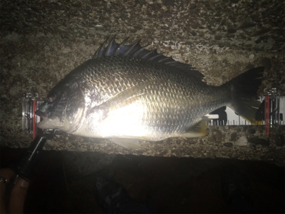 やっぱりチニングは楽しい！