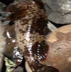 相変わらず釣れる