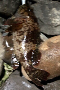 相変わらず釣れる