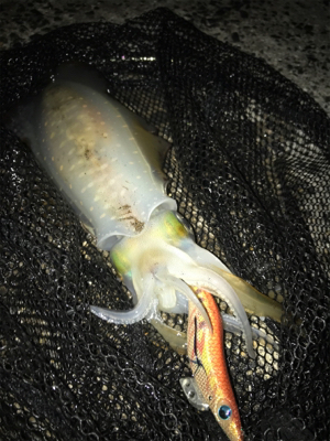 昨日に続きアオリGET (^^)/