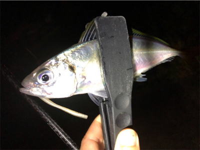 中アジポツポツ♪