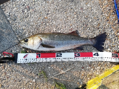 シーバスゲーム