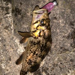 夜チョコ調査隊