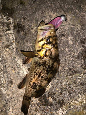 夜チョコ調査隊